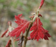 new-red-oak-leaf-copyright-rersized