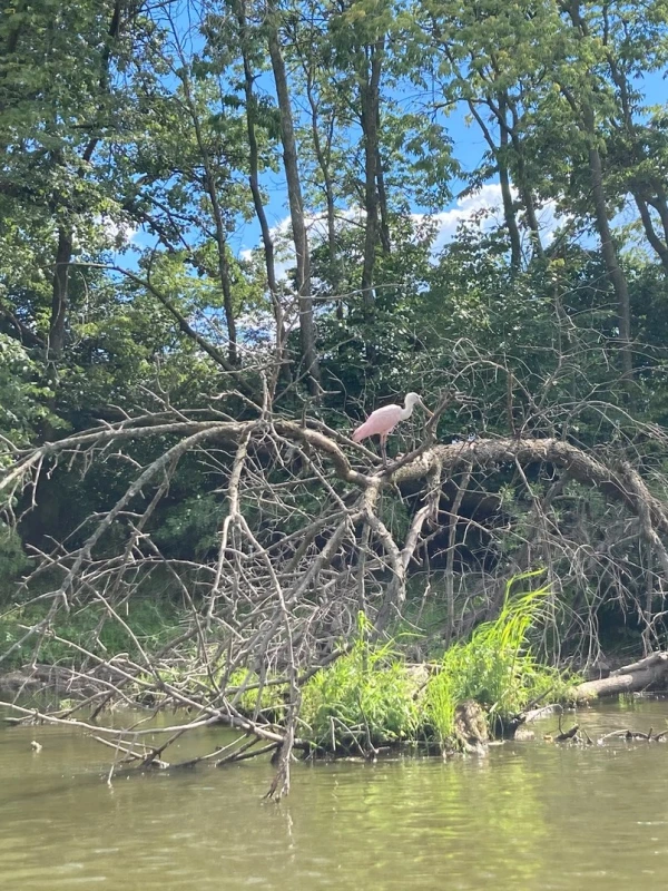 Roseate Spoonbill: only the second Wisconsin sighting in over 100 years.